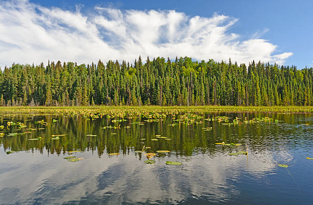 istock Sunny Reflections on a Wilderness Lake 504580460
