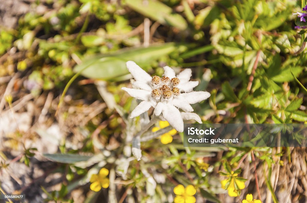 Leontopodium alpinum (Leontopodium nivale ssp., Edelweiss) Flower which glacial relic Beauty In Nature Stock Photo