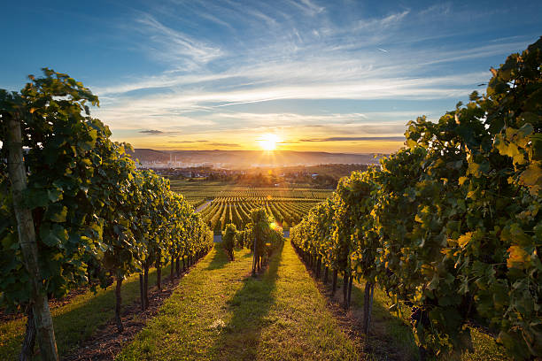 weinberg bei sonnenuntergang - rebberg stock-fotos und bilder