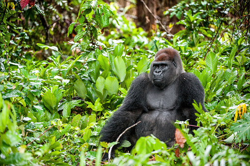 Mountain gorilla sleeping in tropical rainforest at Rwanda.