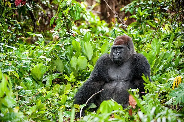 Photo of Portrait of a western lowland gorilla