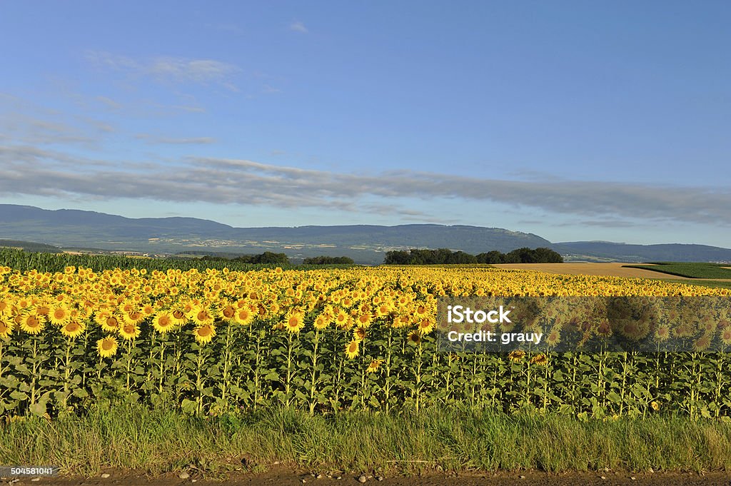 Sunflower field Sunflower field in Switzerland - Canton de Vaud Agricultural Field Stock Photo