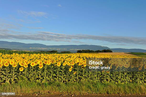 Sunflower Field Stock Photo - Download Image Now - Agricultural Field, Agriculture, Beauty In Nature