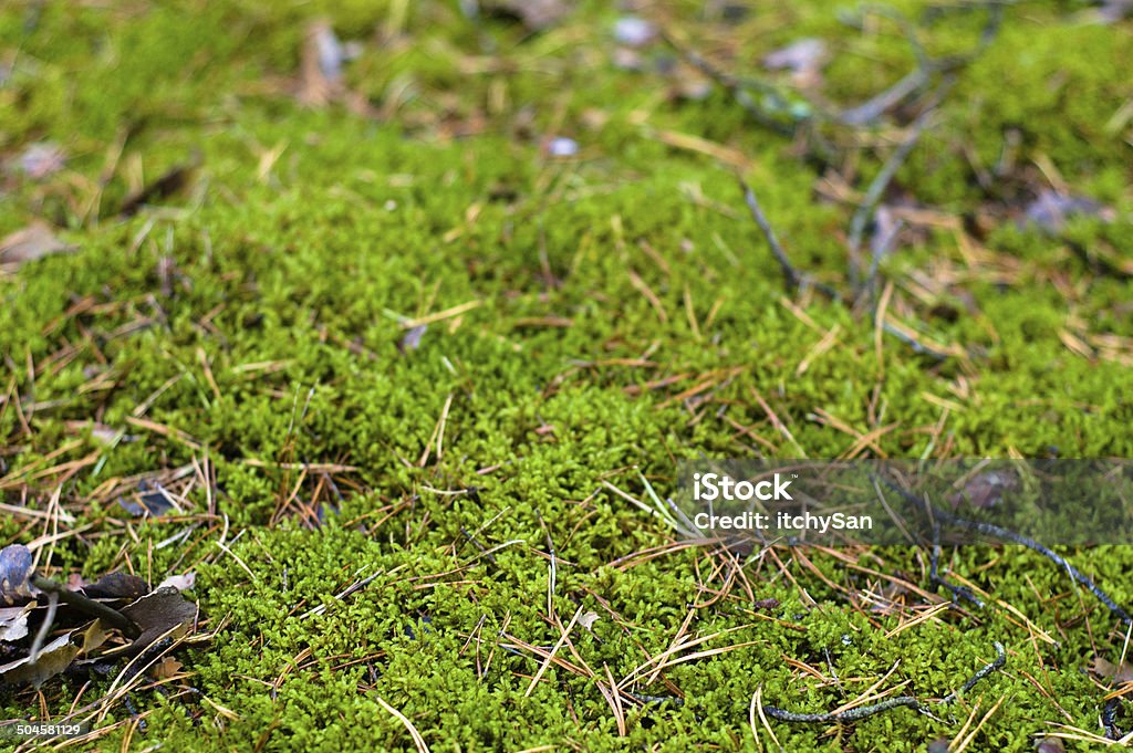 Moss close up Moss in the forest close up. Autumn Stock Photo