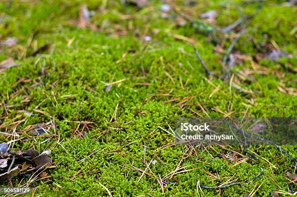 Moss Close Up Stock Photo - Download Image Now - Autumn, Day, Defocused