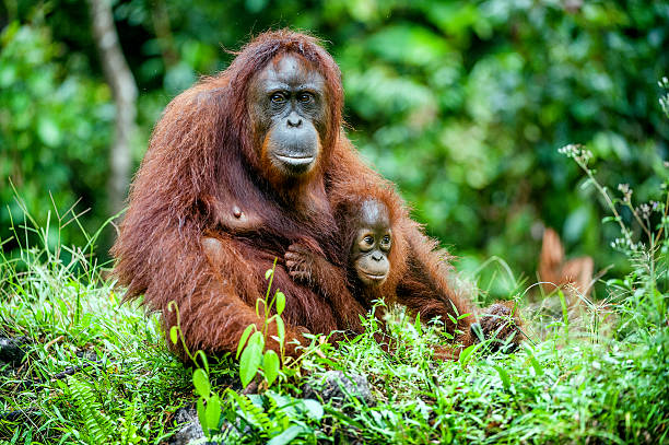 The female orangutan with a cub