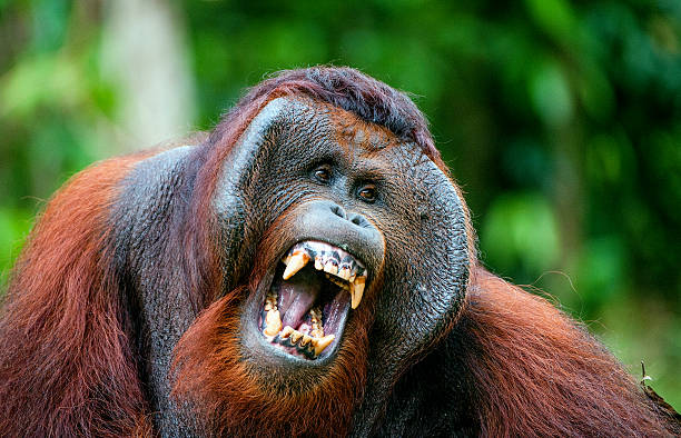 Indonesia Orangutan Forest Red Hair Stock Photos, Pictures & Royalty-Free  Images - iStock