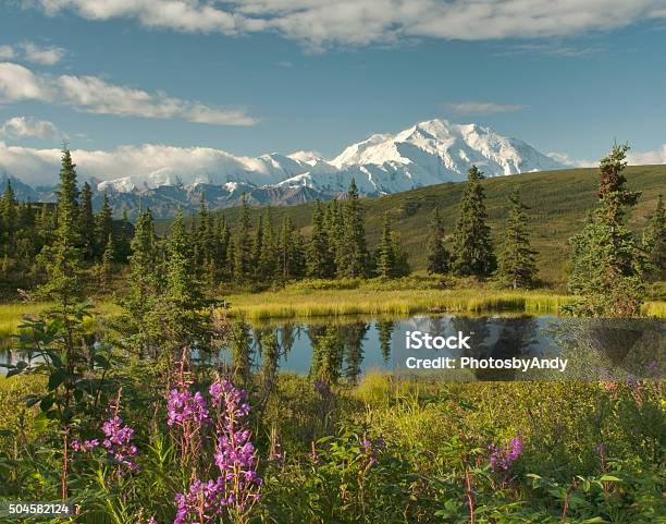 Sunrise At Denali Stock Photo - Download Image Now - Denali National Park and Preserve, Denali - Mountain, Summer