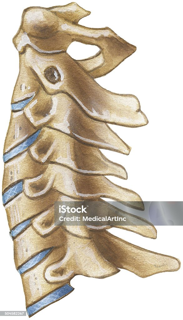 Spine （頚椎地域-ラテラルの眺め - 椎骨のロイヤリティフリーストックイラストレーション