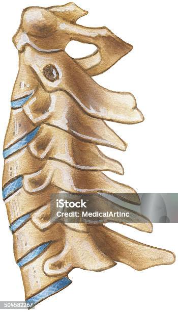 Spine 頚椎地域ラテラルの眺め - 椎骨のベクターアート素材や画像を多数ご用意 - 椎骨, 頸椎, 背骨