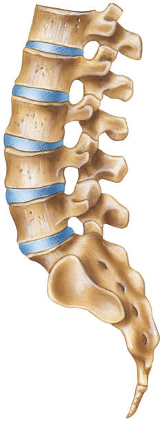 illustrazioni stock, clip art, cartoni animati e icone di tendenza di vertebrale-regione lombare-vista laterale - thoracic vertebrae lumbar vertebra cervical vertebrae sacrum