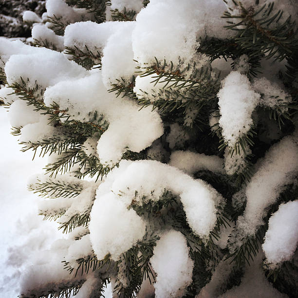 istock Snow Covered Spruce Tree in Pittsburgh 504582340