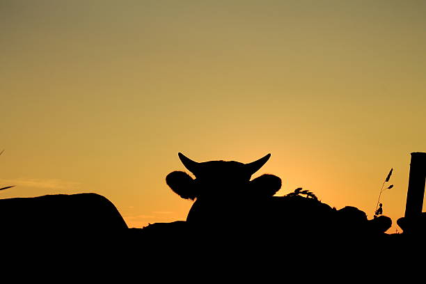 istock Silhouette of a cow 504582441