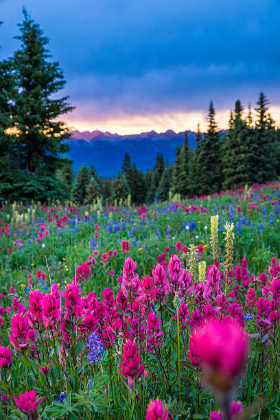 istock Wildflowers in the Gore Range 504583137