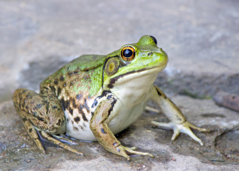 A common Northern Green Frog sitting on rocks near a pond in Massachusetts.