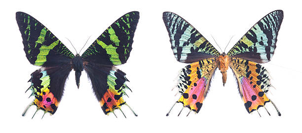 Urania Ripheus Madagascan Sunset Moth Specimen This beautiful Moth is from Madagascar and is known as the Madagascan Sunset Moth. ORIGIN: ANDEKALEKA, MADAGASCAR