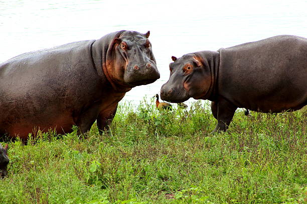 istock Female hippo and calf 504583665