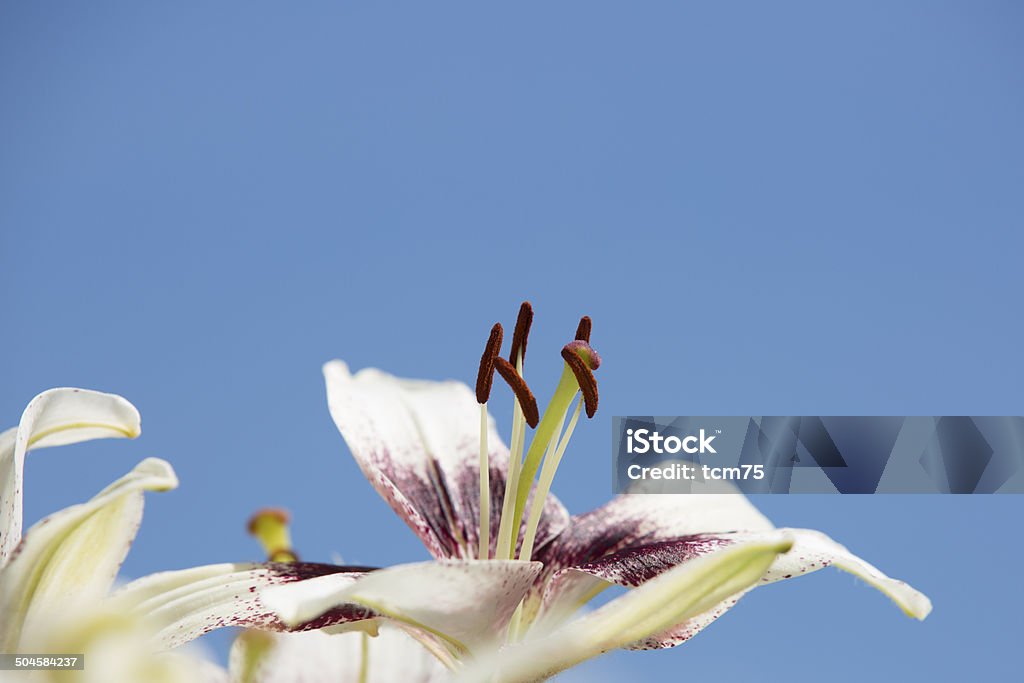 Blanc lilly II - Photo de Betterave libre de droits