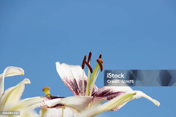 Photo libre de droit de Blanc Lilly Ii banque d'images et plus d'images libres de droit de Betterave - Betterave, Blanc, Bleu