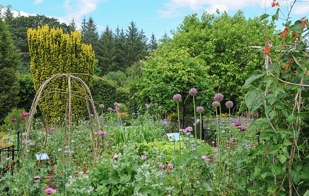 istock Traditional English Cottage Garden in Devon in summer. 504584259