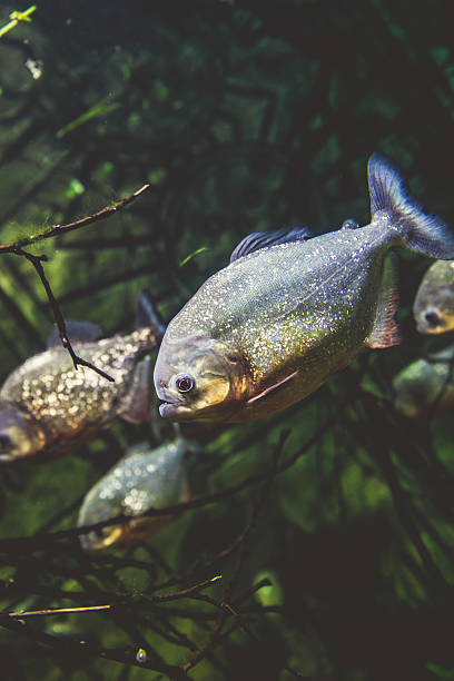 istock Red Bellied Piranha 504584266