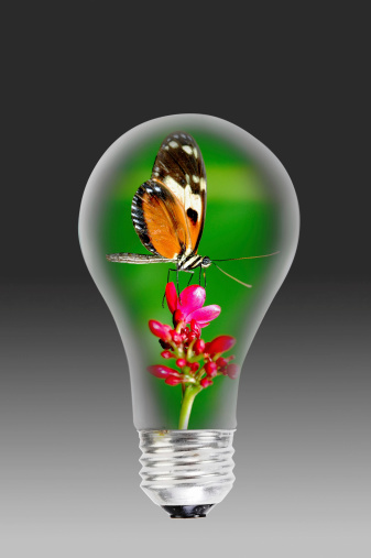 Butterfly inside glass lightbulb.