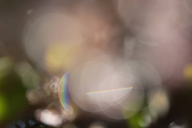 istock Blurred Money Tree Plant Flowers 504586050