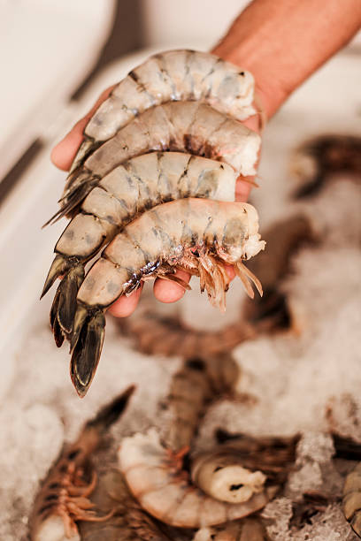 istock Shrimp in a Hand, Mexico 504586226