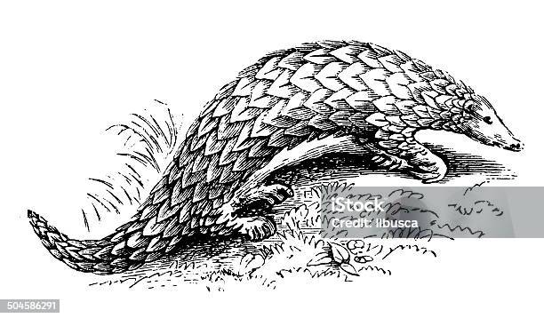 Antique Illustration Of Chinese Pangolin Stock Illustration - Download Image Now