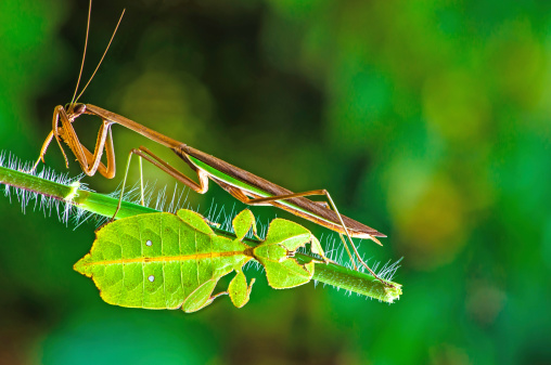 Leaf insects  and  Grasshopper