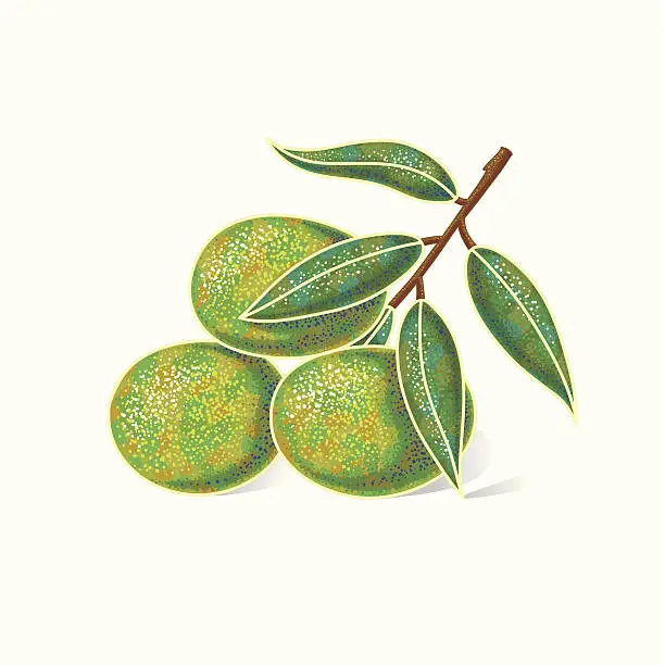 Vector illustration of Greene olives with leaves