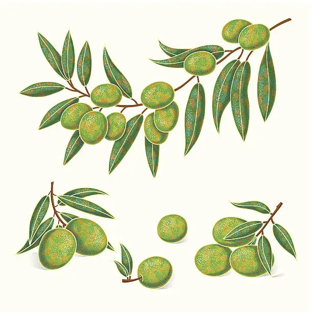 Vector illustration of Greene olives with leaves on a white background.