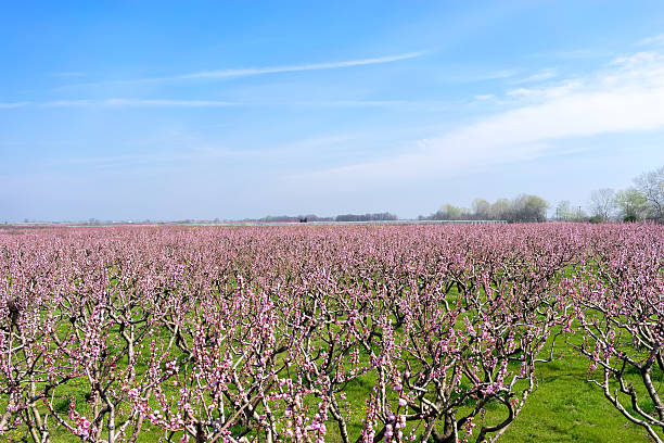 istock orchard of peach trees bloomed in spring 504586874