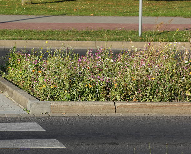 istock Variety Of Plants On Central Reserve 504587069