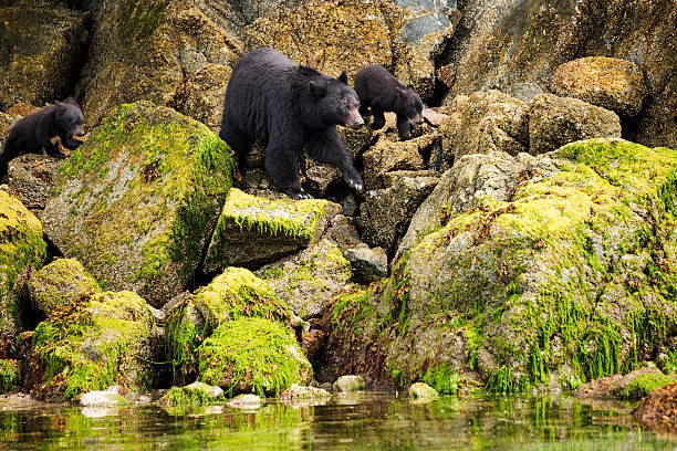 Mama bear and her two cubs hunt for clams Black bear mama with her two cubs walk across mossy green rocks along the ocean coast to dig for clams during low tide, Tofino, Vancouver Island, British Columbia, Canada black bear cub stock pictures, royalty-free photos & images