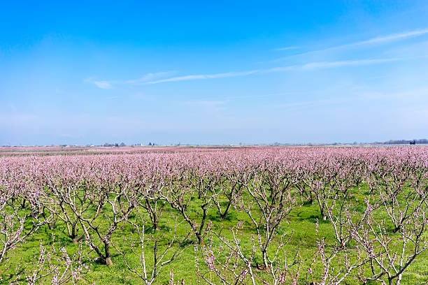 istock orchard of peach trees bloomed in spring 504587468