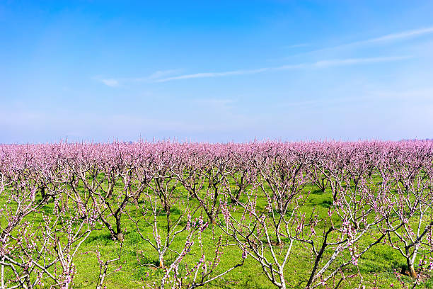 istock orchard of peach trees bloomed in spring 504587706