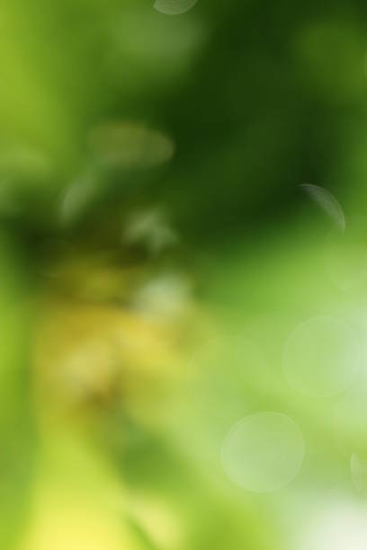 istock Blurred Laurel Plant Leaves 504588446