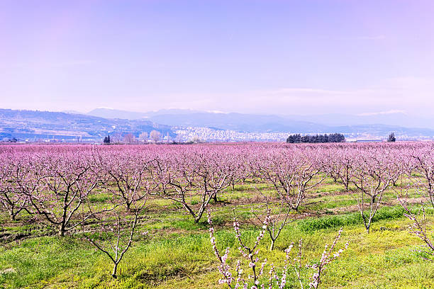 istock orchard of peach trees bloomed in spring 504588490