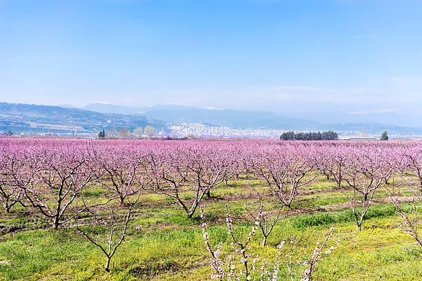istock orchard of peach trees bloomed in spring 504588724