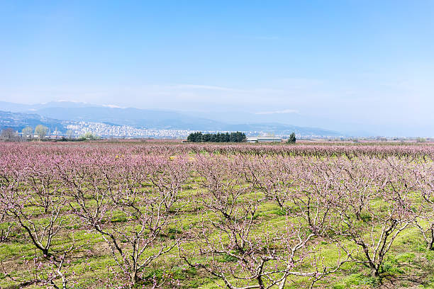 istock orchard of peach trees bloomed in spring 504588924