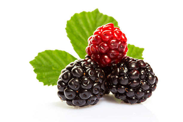istock Blackberry with leaves isolated on white. 504589024