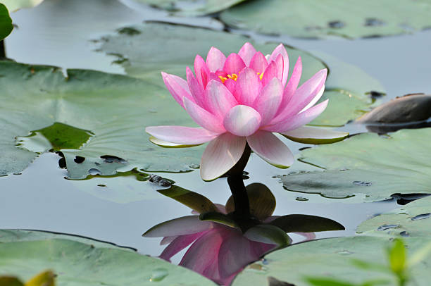 istock Beauty in nature 504589226