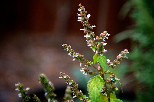 Close up of spiked patchouli flower buds showing some white flowers and green leaves with copy space.