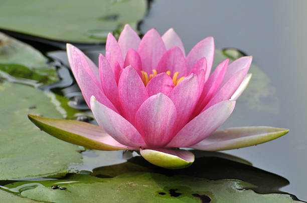 istock Beauty in nature 504589386