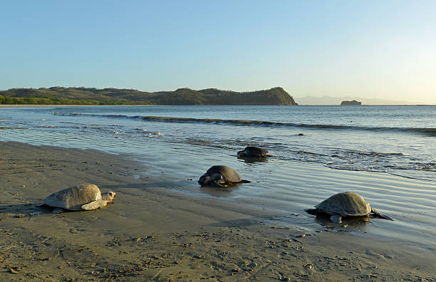 Turtles on a beach, Nicaragua stock photo