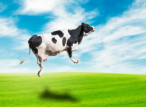 Cow flying on the meadow