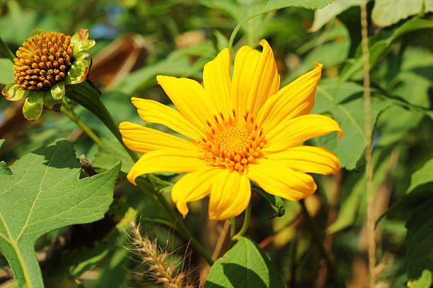 istock Gerbera flowers in the garden 504601369