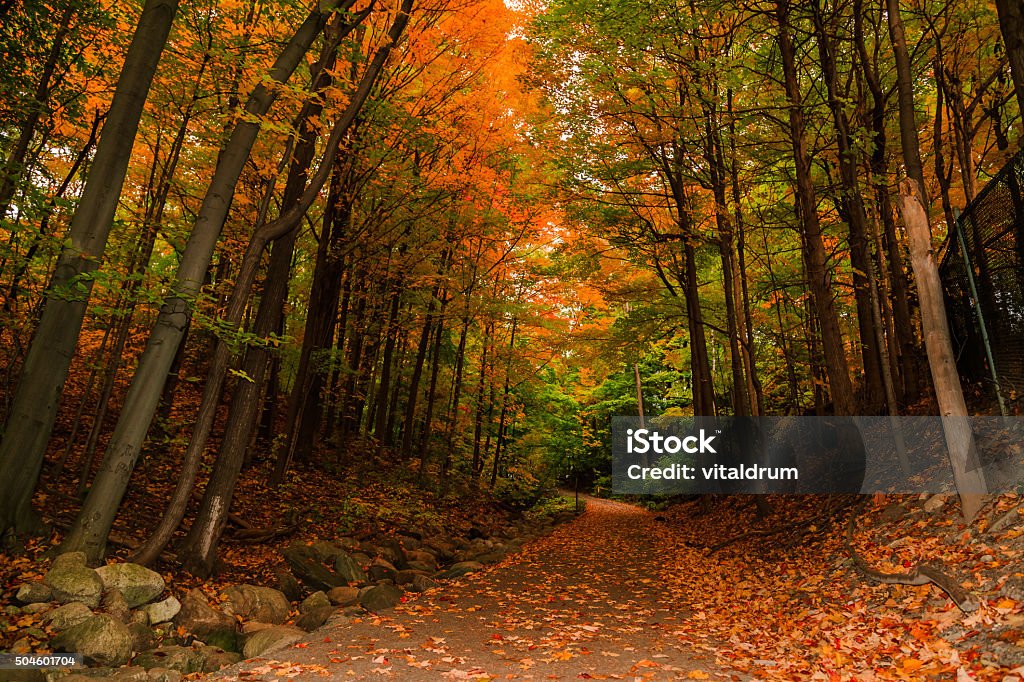 amazing inviting view of autumn woods, path in park Gorgeous amazing inviting view of autumn woods, path in park Autumn Stock Photo