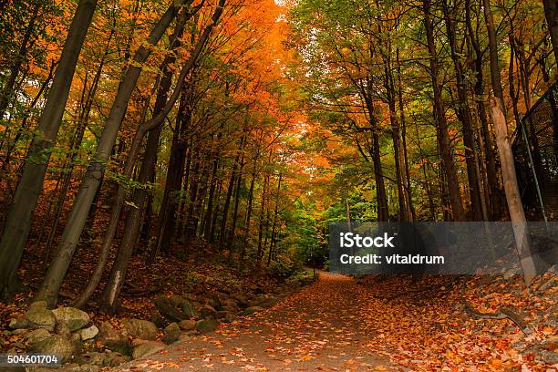 Amazing Inviting View Of Autumn Woods Path In Park Stock Photo - Download Image Now